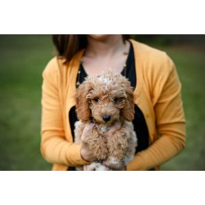 Conclusion-For-Best-Goldendoodle-Breeders-In-Maryland