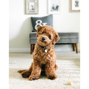 Conclusion-For-Best-Goldendoodle-Breeders-In-Virginia