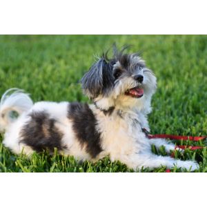 Conclusion-For-Best-Havanese-Breeders-In-Florida