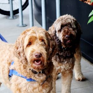 Conclusion-For-Best-Labradoodle-Breeders-In-Delaware
