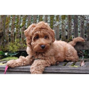 Conclusion-For-Best-Labradoodle-Breeders-In-Georgia