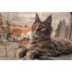 Conclusion-For-Best-Maine-Coon-Breeders-In-Texas