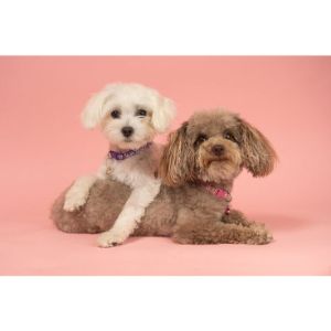 Conclusion-For-Best-Maltipoo-Breeders-In-Virginia