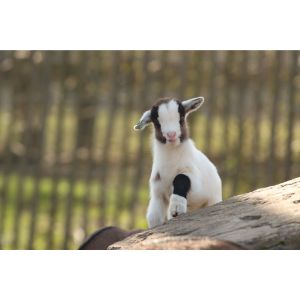 Conclusion-For-Best-Nigerian-Dwarf-Goat-Breeders-In-California