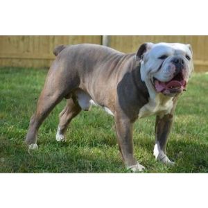 Conclusion-For-Best-Old-English-Bulldog-Breeders-In-California