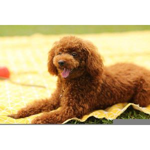 Conclusion-For-Best-Poodle-Breeders-In-Texas