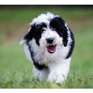 Conclusion For The "Best Sheepadoodle Breeders in Illinois"