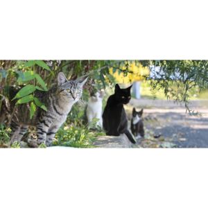 Conclusion-For-Common-Stray-Cat-Breeds