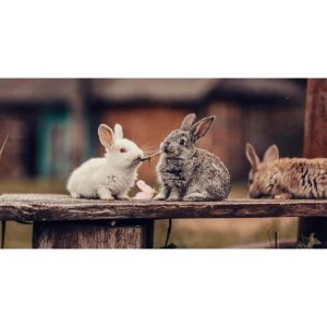 Conclusion-For-How-To-Breed-Pet-Rabbits