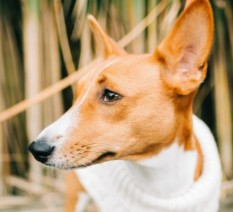 Conclusion For The "Best Basenji Breeders in California"