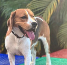 Conclusion For The "Best Beagle Rescues in Arizona"