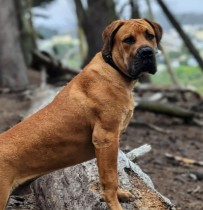 Conclusion For The “Best Boerboel Breeders in California”