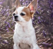 Conclusion For The "Best Chihuahua Breeders in California"
