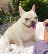 Conclusion For The "Best French Bulldog Breeders in California"