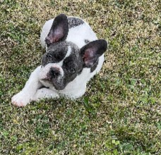 Conclusion For The "Best French Bulldog Breeders in Florida"