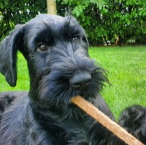 Conclusion For The “Best Giant Schnauzer Breeders in California”