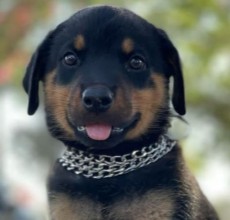 Conclusion For The "Best Rottweiler Breeders in California"