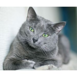 Conclusion-For-The-Best-Russian-Blue-Cat-Breeders-in-The-US