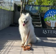 Conclusion For The “Best Samoyed Breeders in California”