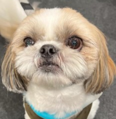 Conclusion For The “Best Shih Tzu Breeders in California”