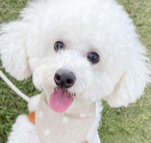 Conclusion For The “Best Toy Poodle Breeders in California”