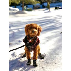 Country-Acres-Puppies-goldendoodle-missipi