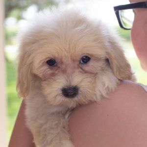 Country-Acres-Puppies (Maltipoo Illinois)