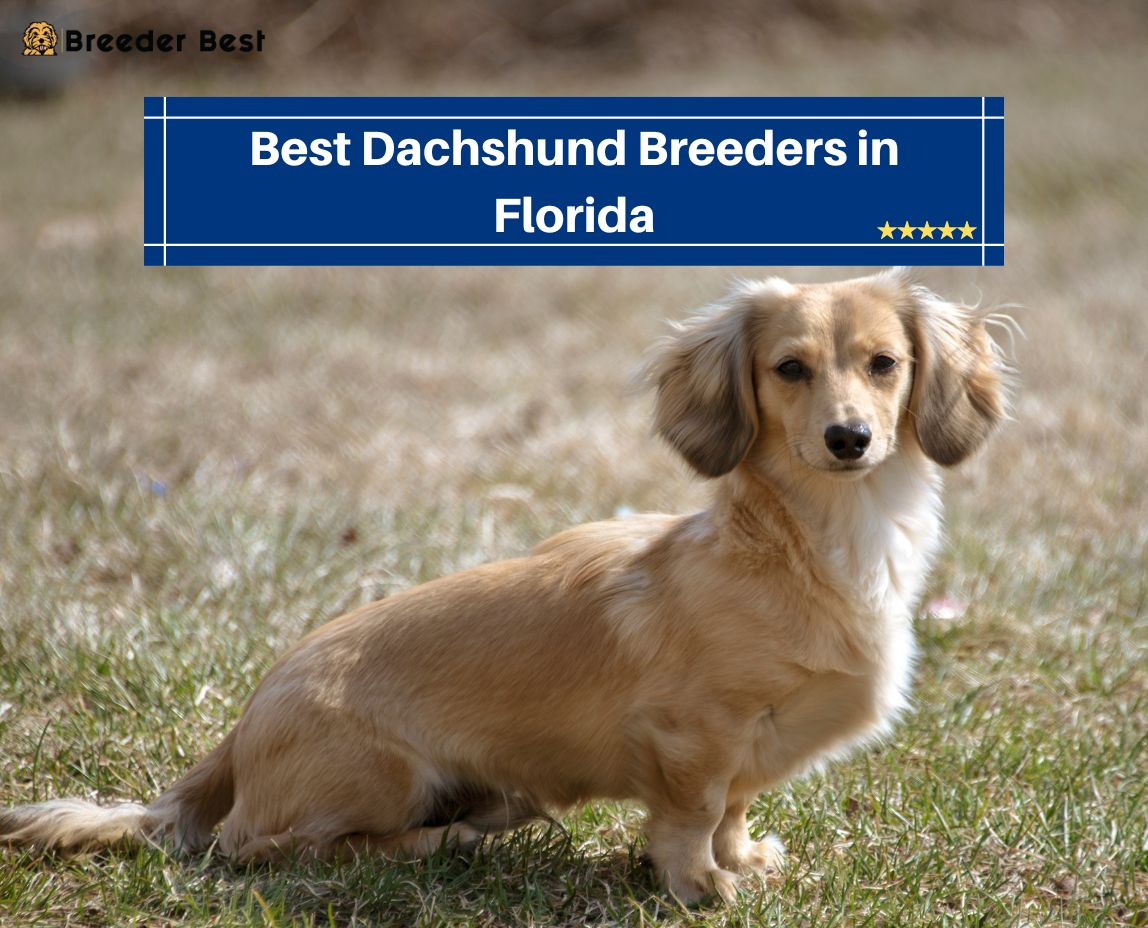 Dachshund Breeders in Florida