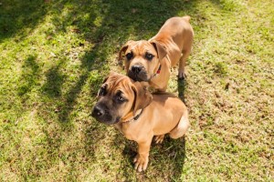 Divine Heir Boerboel (Boerboel California)