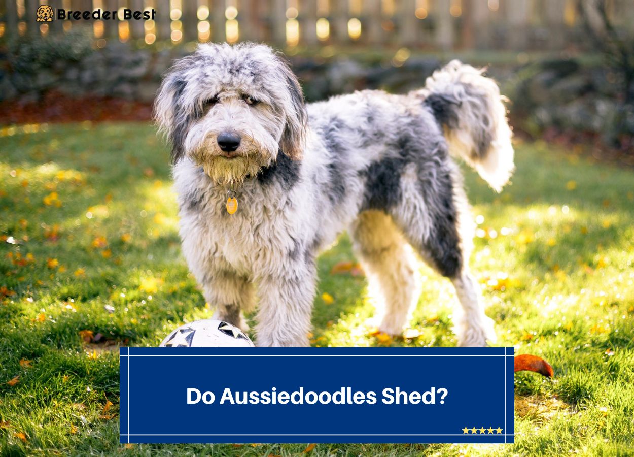 Do-Aussiedoodles-Shed-template