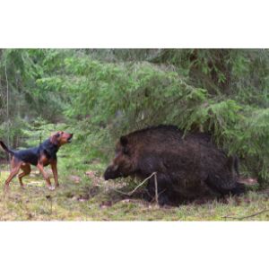 Dog-Breeds-For-Hog-Hunting
