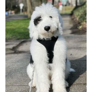 Double-R-Doodles (Sheepadoodle Illinois)