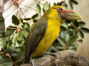 Emerald Forest Bird Gardens (Bird Breeder California)