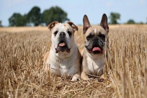 English and French Bulldogs (French Bulldog California)