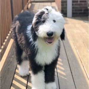 Ericas-Doodles (Sheepadoodle Illinois)