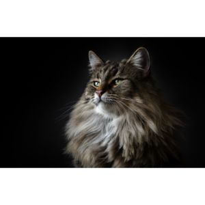 Euro-Coons-High-End-European-Maine-Coons
