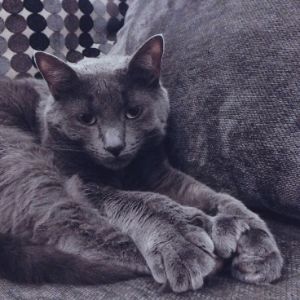 Exclusive-Blues (Russian Blue Cat USA)