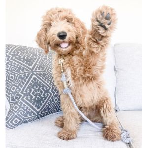 Family-Labradoodles