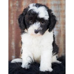 Feather-Fleece-Farm (Sheepadoodle Illinois)