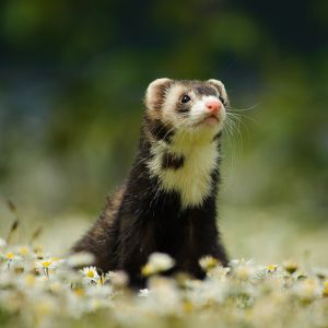 Ferrets-In-New-York