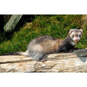 Ferrets-In-The-United-States