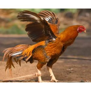 Fighting-Rooster-Breeds