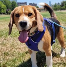 Find a Beagle Rescue in Arizona to Adopt