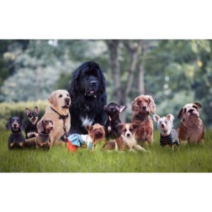 Finding-The-Right-Animal-Breeder-Registration-For-You