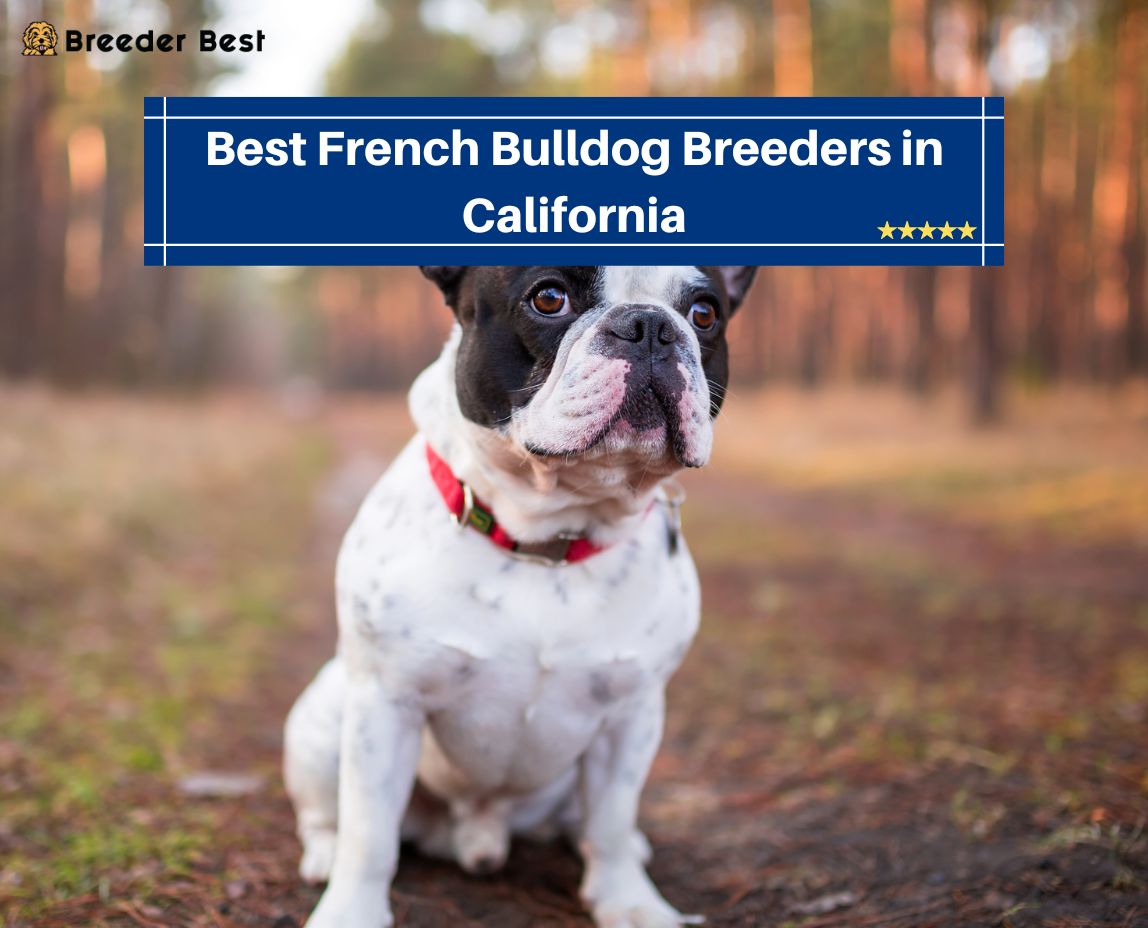French Bulldog Breeders in California