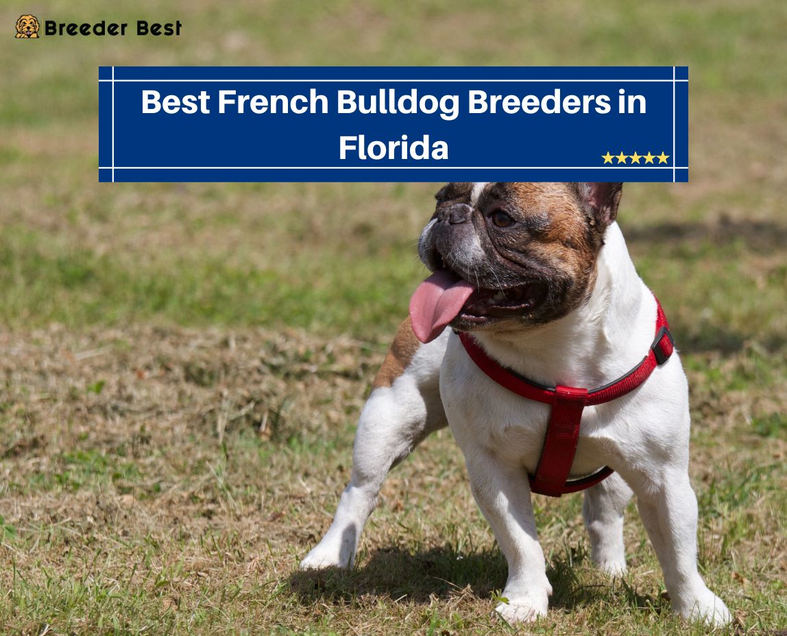 French Bulldog Breeders in Florida