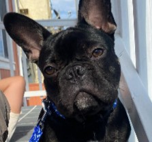 French Bulldog Puppies For Sale in California
