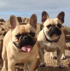 French Bulldog Puppies For Sale in Florida