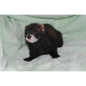 Fuzzy-Ferrets (Ferret USA)