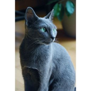 Gem-Emerald (Russian Blue Cat USA)